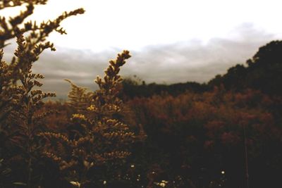 Close-up of plants against sky