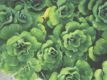 Full frame shot of green leaves