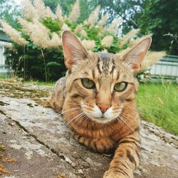 Close-up portrait of cat