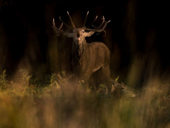 Deer standing on field at forest