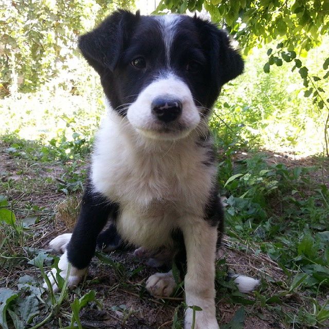 pets, one animal, dog, animal themes, domestic animals, mammal, looking at camera, portrait, sitting, grass, field, front view, no people, animal head, pet collar, outdoors, day, sticking out tongue, alertness