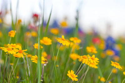 Close-up of yellow flowering plants on field