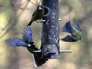 Close-up of bird perching on leaf