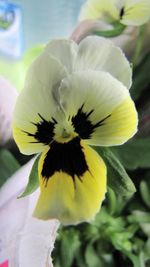 Close-up of yellow flower