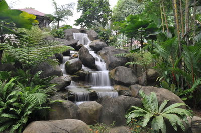 Scenic view of waterfall in forest