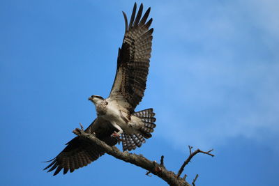 Low angle view of eagle flying against clear sky