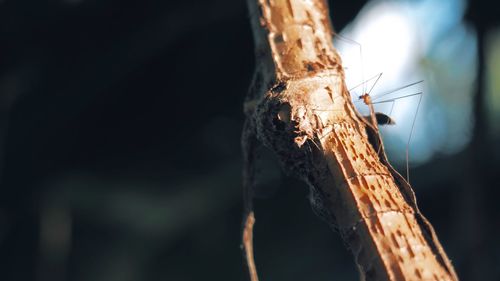 Close-up of insect on tree trunk