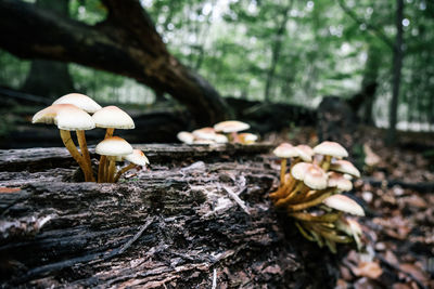 Close-up of mushrooms growing on tree trunk