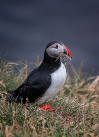 Puffin perching on field