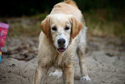 Portrait of dog on field