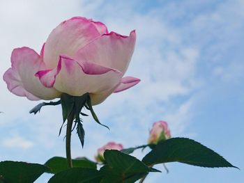 Close-up of pink rose blooming against sky