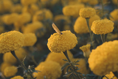 Close-up of yellow flowering plant