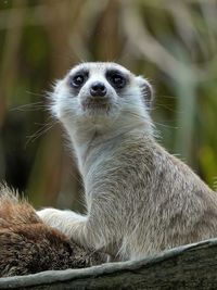 Close-up of meerkat