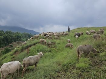 Sheep grazing on field against sky