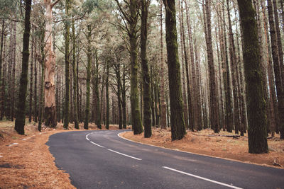 Road amidst trees in forest