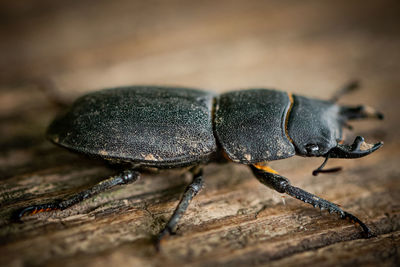 Close-up of insect