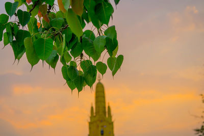 Low angle view of plant against sky during sunset