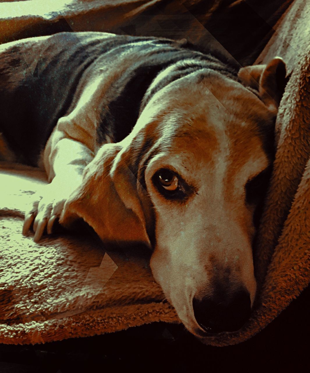 CLOSE-UP PORTRAIT OF DOG RELAXING ON SOFA