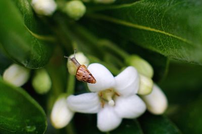 Close-up of snail on flower