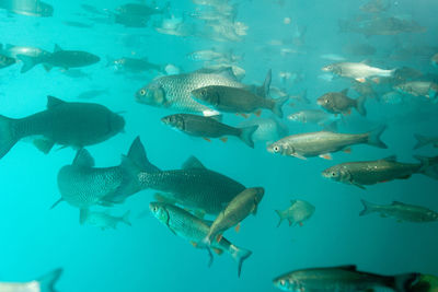 Chub fish from plitvice lakes