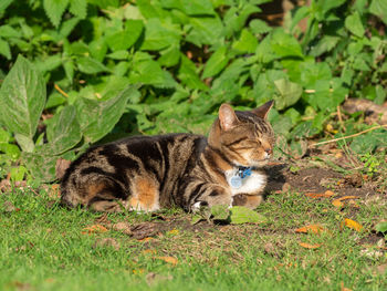 Cat relaxing on field