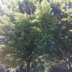 Plants growing on tree