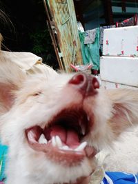 Close-up of dog yawning