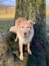 Portrait of dog on tree trunk