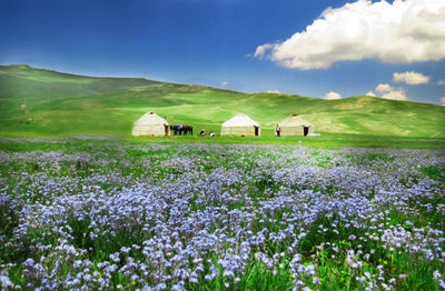 Scenic view of field against sky