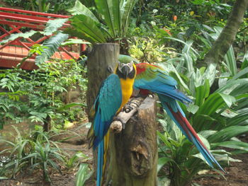 Close-up of a bird perching on tree