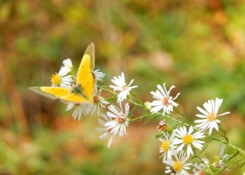 Close-up of yellow flowers growing on plant