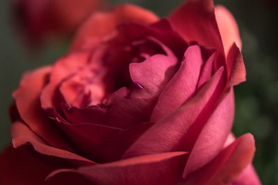 Close-up of rose