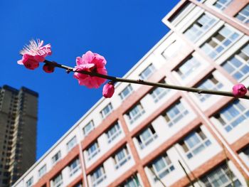Low angle view of pink flowering plant by building against sky