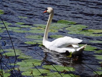 Swan floating on lake