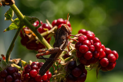 Close-up of berries on plant