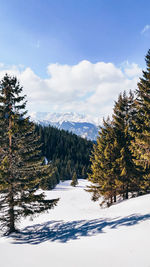 Pine trees on snowcapped mountains against sky