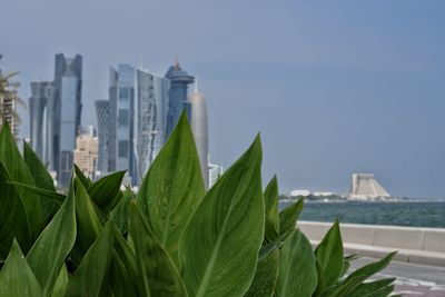 Close-up of plant against buildings