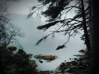 Scenic view of lake in forest during winter