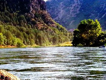 Scenic view of river in forest