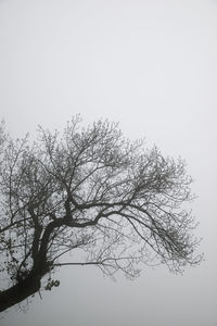 Low angle view of silhouette bare tree against clear sky