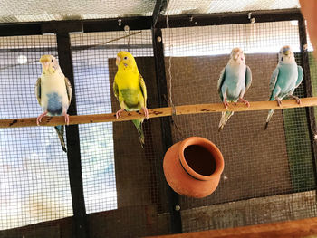 View of birds in cage