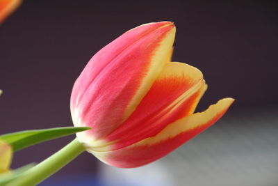 Close-up of pink flower against black background