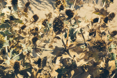 Close-up of yellow flowering plant