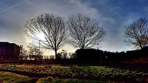 Bare trees on field against cloudy sky