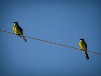 Low angle view of birds perching on cable against clear blue sky