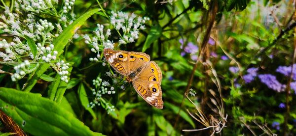 Butterfly on wildflower - tennessee wildlife junonia coenia