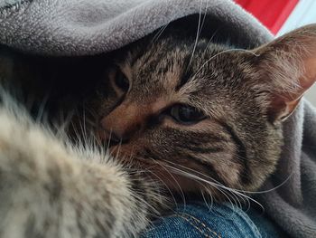 Close-up portrait of a cat