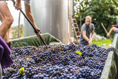 Man standing on trailer with harvested grapes for processing