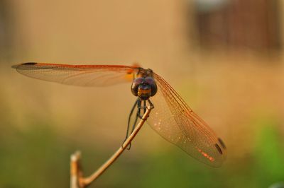 Close-up of dragonfly on twig