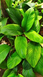 Full frame shot of green leaves